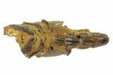 Fossil Mud Lobster (Thalassina) - Australia #95773-2